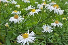 Aster dumosus 'Niobe'