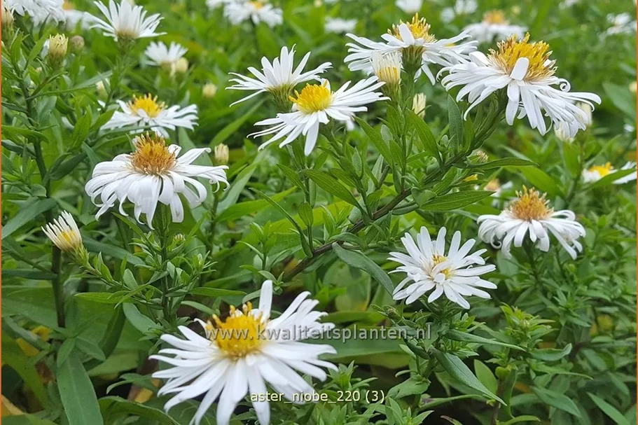 Aster dumosus 'Niobe'
