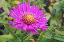 Aster dumosus 'Anneke'