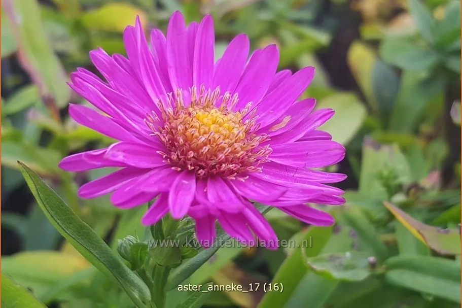 Aster dumosus 'Anneke'