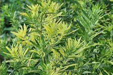Artemisia vulgaris 'Oriental Limelight'