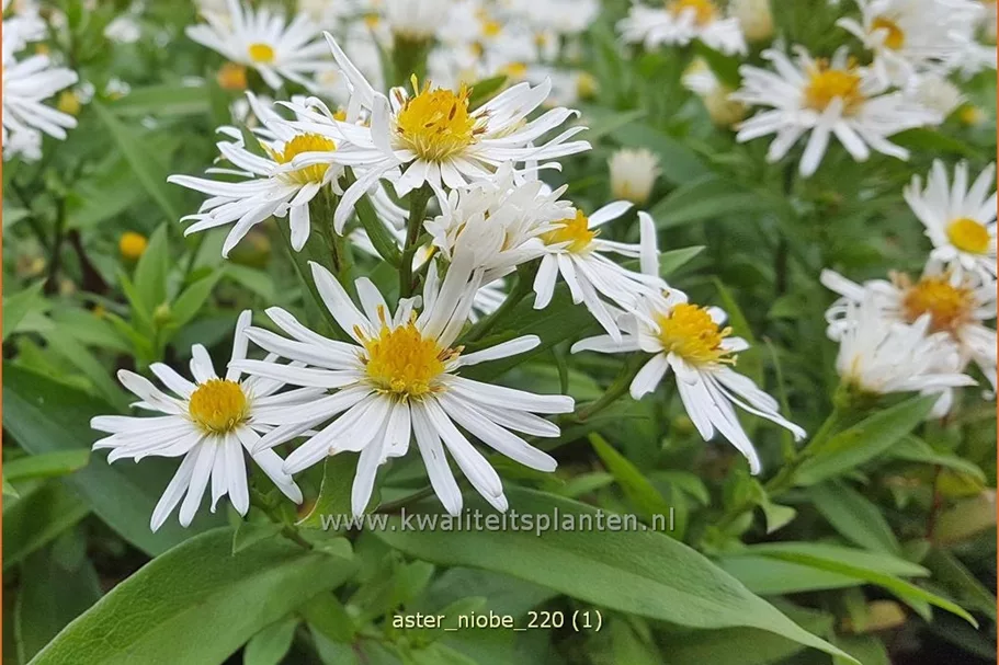 Aster dumosus 'Niobe'