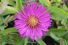 Aster dumosus 'Anneke'