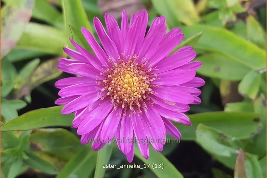 Aster dumosus 'Anneke'