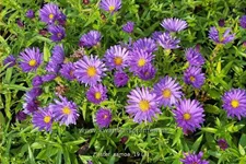 Aster dumosus 'Samoa'®