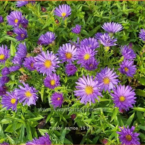 Aster dumosus 'Samoa'®