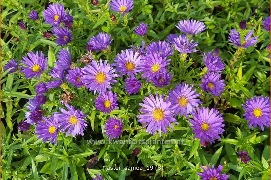 Aster dumosus 'Samoa'®