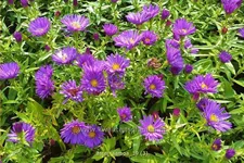 Aster dumosus 'Samoa'®