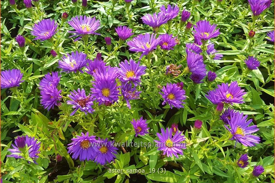 Aster dumosus 'Samoa'®