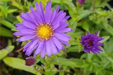 Aster dumosus 'Samoa'®