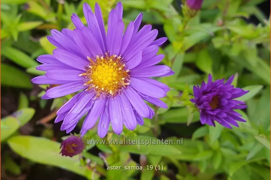 Aster dumosus 'Samoa'®