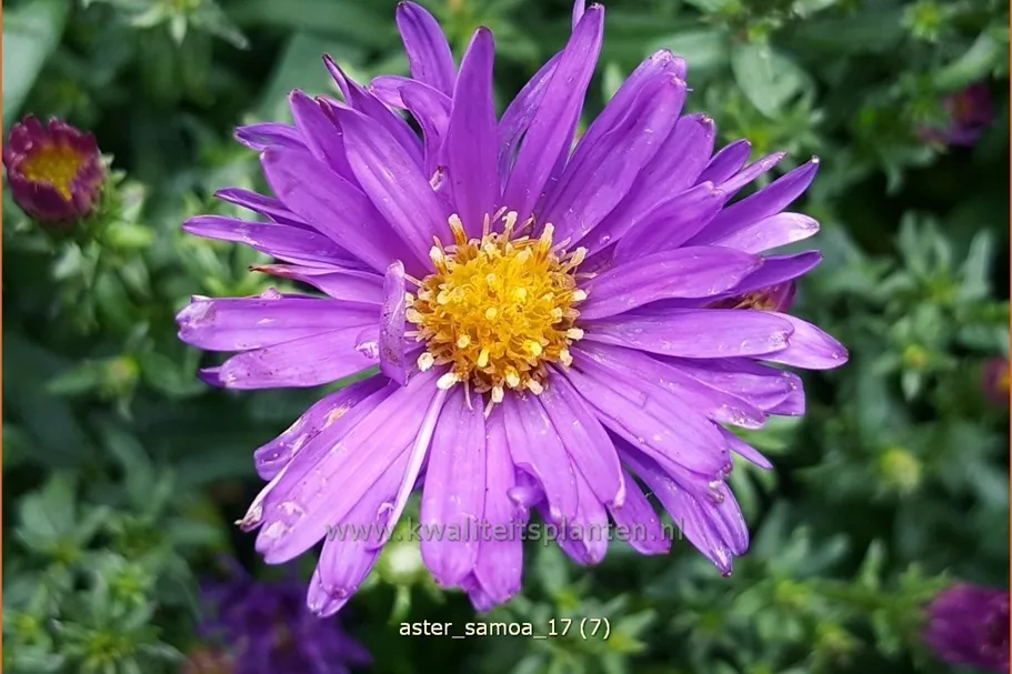Aster dumosus 'Samoa'®