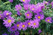 Aster dumosus 'Samoa'®