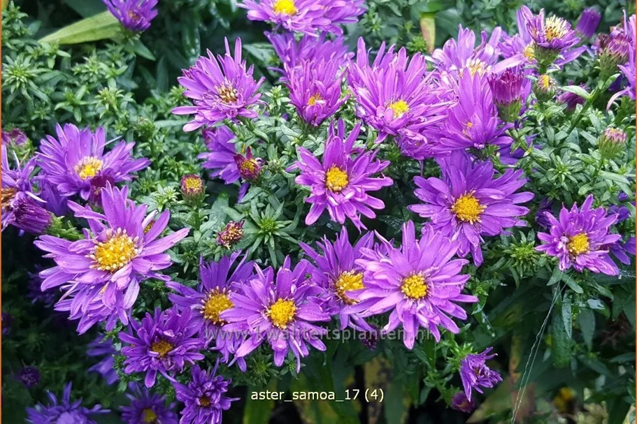 Aster dumosus 'Samoa'®