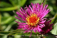 Aster novae-angliae 'Andenken an Paul Gerber'