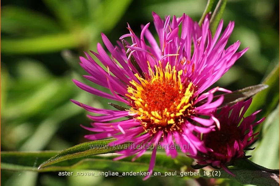 Aster novae-angliae 'Andenken an Paul Gerber'