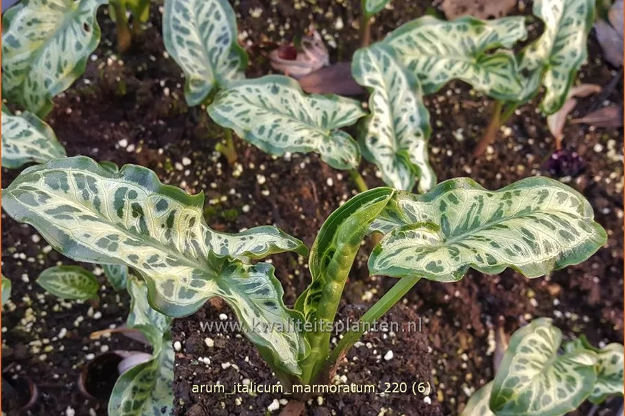 Arum italicum 'Marmoratum'