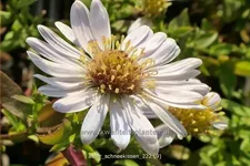 Aster dumosus 'Schneekissen'