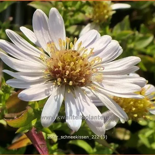 Aster dumosus 'Schneekissen'