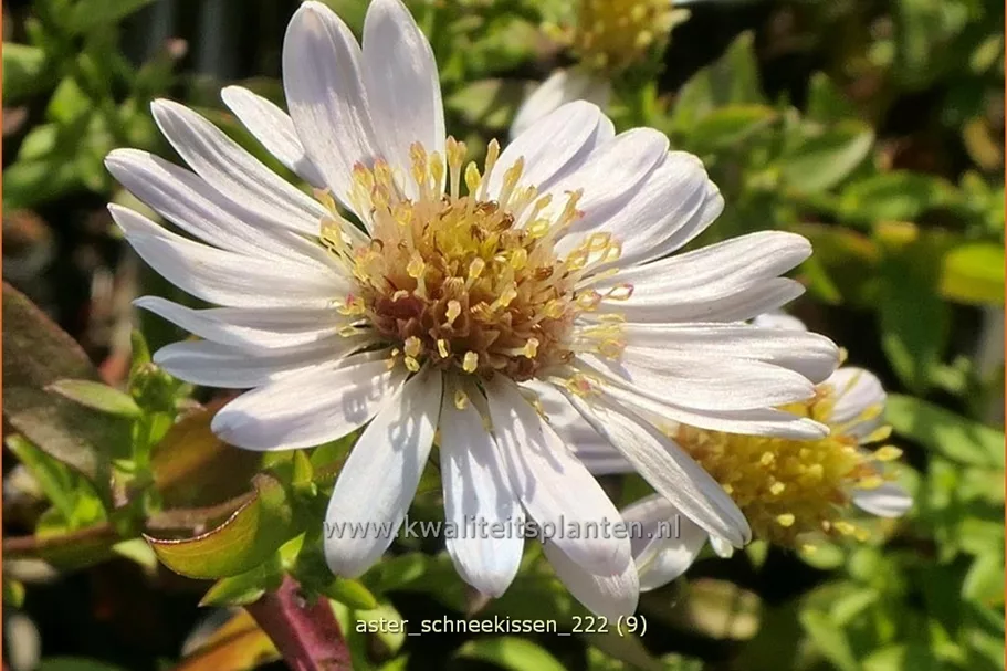 Aster dumosus 'Schneekissen'