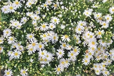 Aster dumosus 'Apollo'