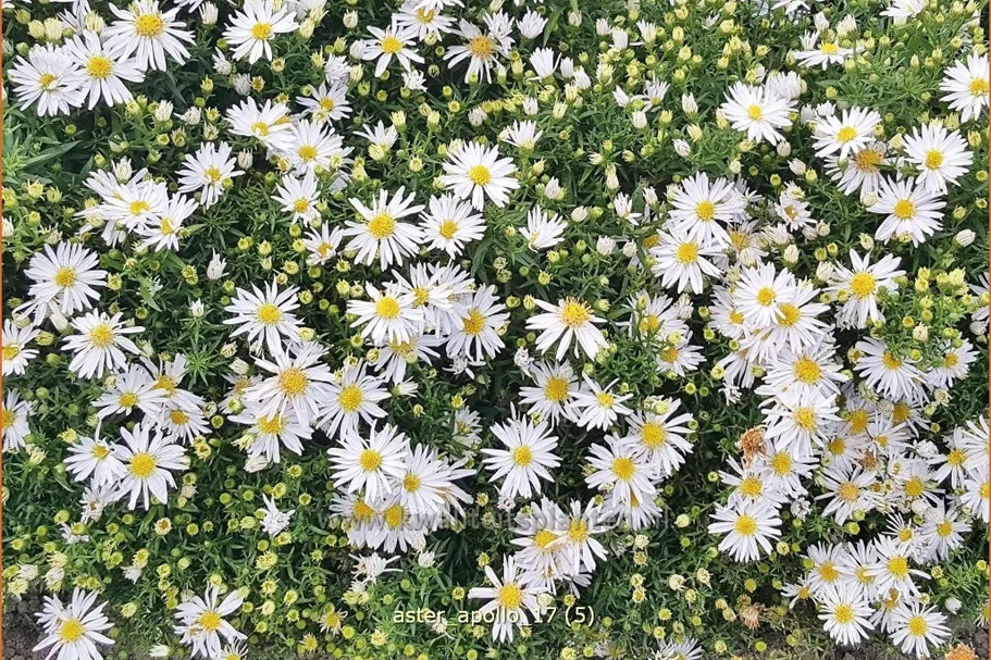 Aster dumosus 'Apollo'