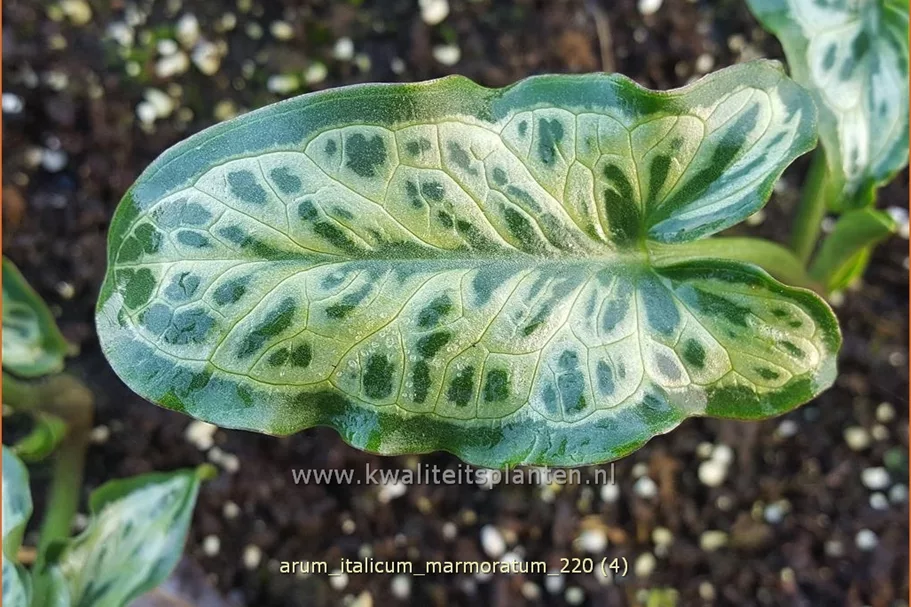 Arum italicum 'Marmoratum'