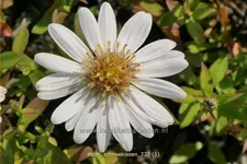 Aster dumosus 'Schneekissen'