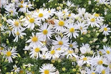 Aster dumosus 'Apollo'