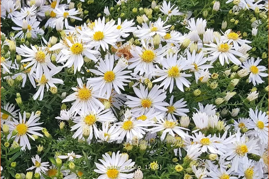 Aster dumosus 'Apollo'