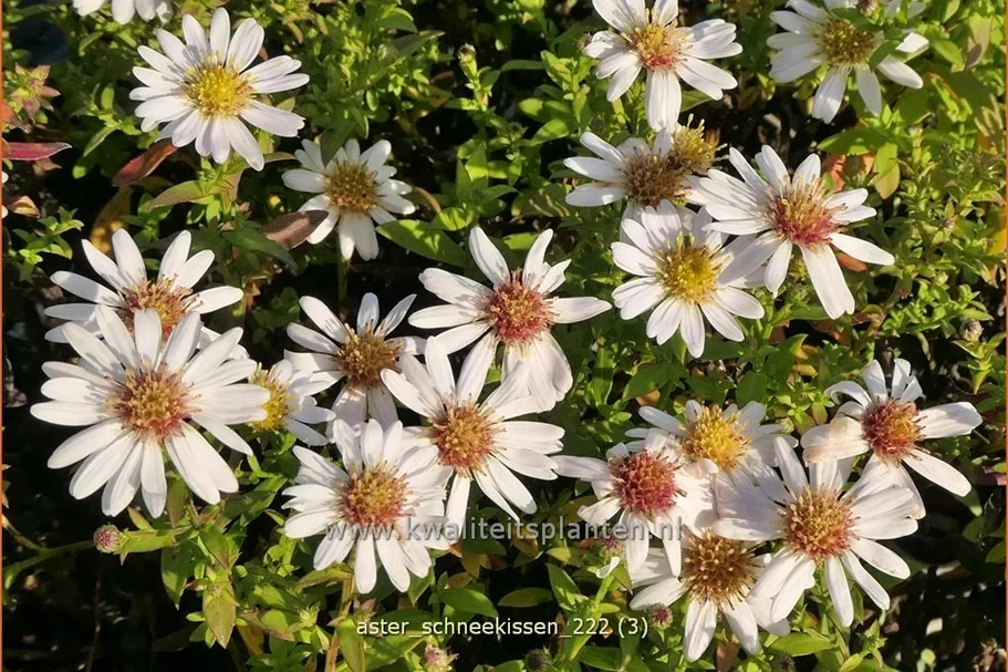 Aster dumosus 'Schneekissen'