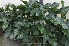 Arum italicum 'Marmoratum'