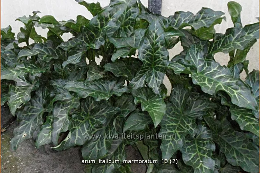 Arum italicum 'Marmoratum'