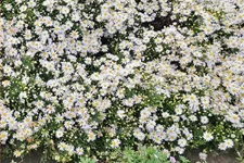 Aster dumosus 'Apollo'