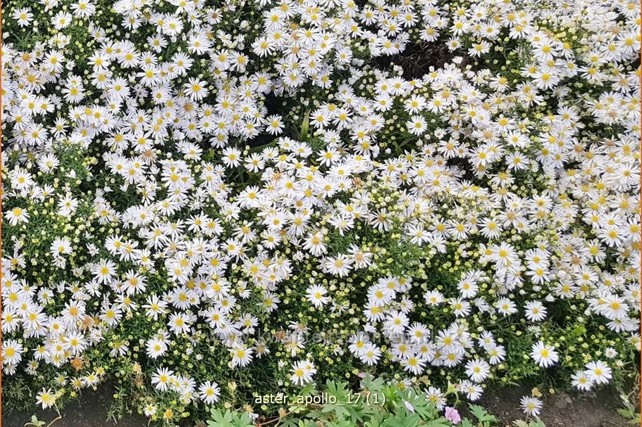 Aster dumosus 'Apollo'