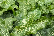 Arum italicum 'Marmoratum'