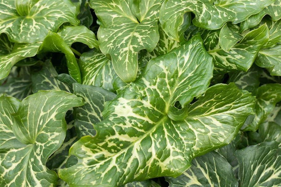 Arum italicum 'Marmoratum'
