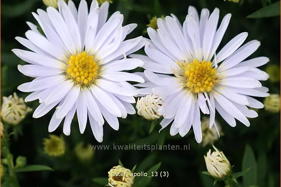 Aster dumosus 'Apollo'