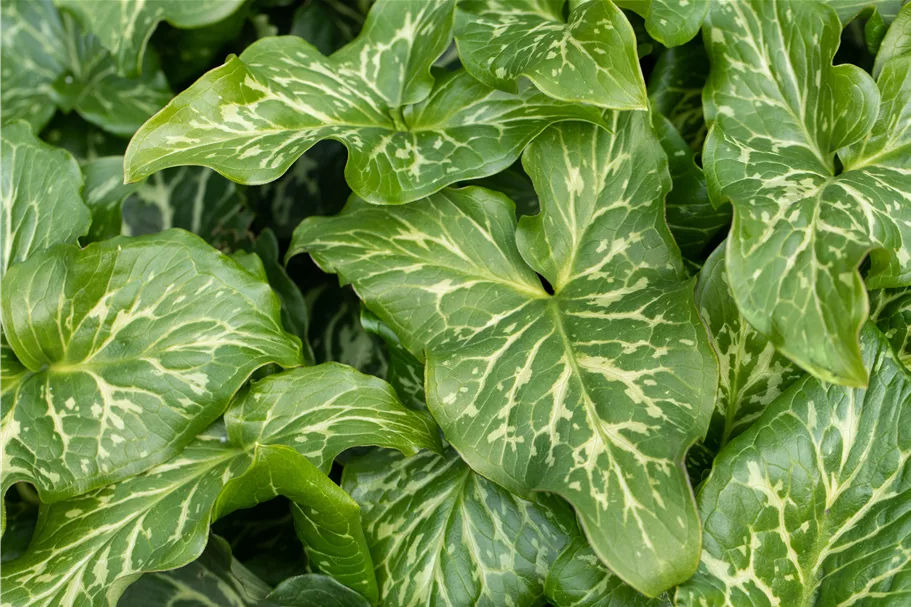 Arum italicum 'Marmoratum'