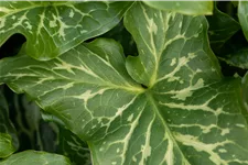 Arum italicum 'Marmoratum'