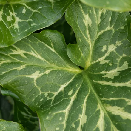 Arum italicum 'Marmoratum'