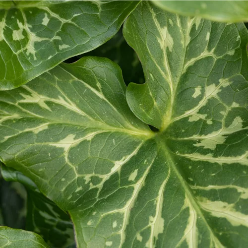 Arum italicum 'Marmoratum'