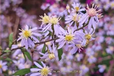 Aster spectabilis 'Ile de Montreal'
