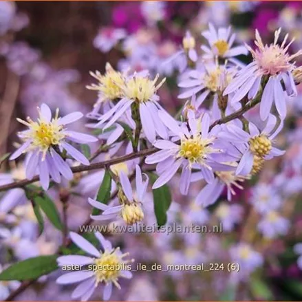 Aster spectabilis 'Ile de Montreal'