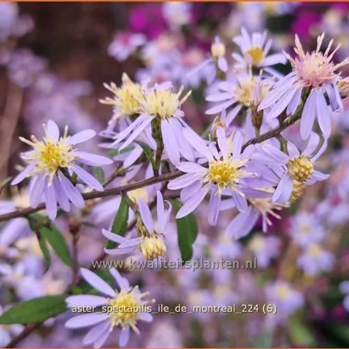Aster spectabilis 'Ile de Montreal'