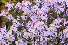 Aster spectabilis 'Ile de Montreal'