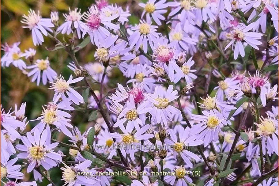 Aster spectabilis 'Ile de Montreal'