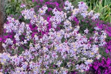 Aster spectabilis 'Ile de Montreal'