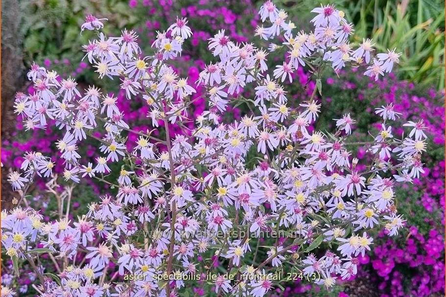 Aster spectabilis 'Ile de Montreal'