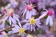 Aster spectabilis 'Ile de Montreal'